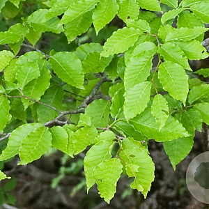 Fagus japonica 50-60 cm 5,0L
