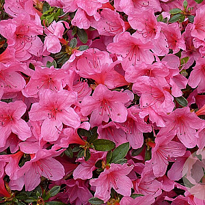 Rhododendron (J) 'Madame van Hecke' 20-25 cm 2,0L