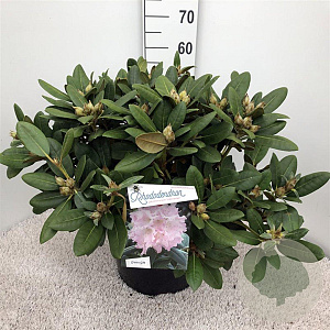 Rhododendron (Y) 'Silberwolke' 40-50 cm 20L