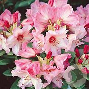 Rhododendron 'Virginia Richards' 30-40 cm 5,0L struik
