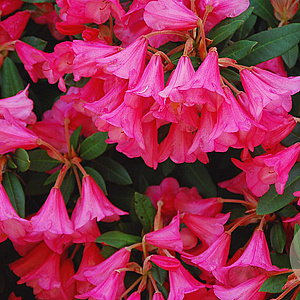 Rhododendron 'Winsome' 30-40 cm 5,0L struik