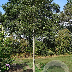 Sorbus intermedia 'Brouwers' 14-16 HO draadkluit