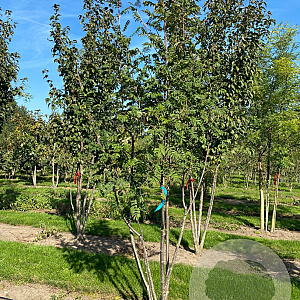 Sorbus wilfordii 250-300 cm draadkluit meerstammig