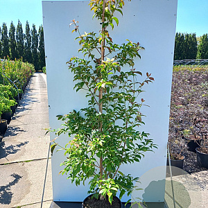 Cornus hongkongensis 200-250 cm 20L