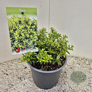 Ilex crenata 'Stokes' 20 cm 2,5L