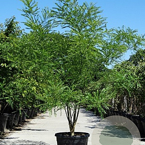 Styphnolobium japonicum 250-300 cm cont. 110L meerstammig