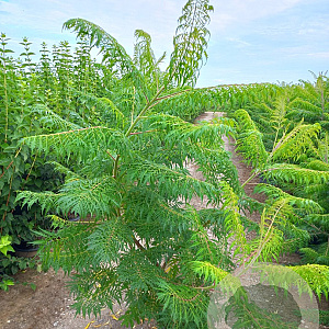 Rhus typhina 'Dissecta' 150-175 cm 20L