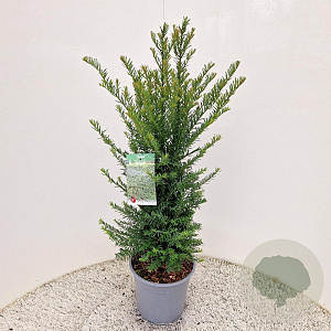 Taxus baccata 45-50 cm 4,5L