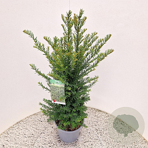 Taxus baccata 45-50 cm 4,5L
