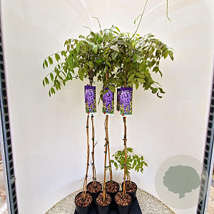 Wisteria sinensis 110-120 cm rozenpot 2L