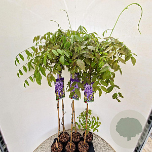 Wisteria sinensis 110-120 cm rozenpot 2L