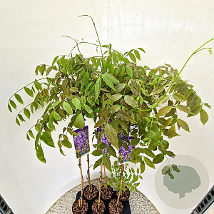 Wisteria sinensis 110-120 cm rozenpot 2L