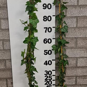 Hedera hibernica 100-125 cm 2,0L 3-5 tak