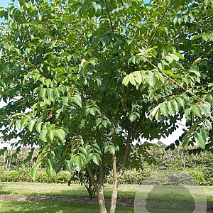 Tetradium daniellii 300-350 cm draadkluit