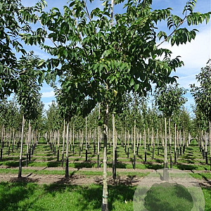 Tetradium daniellii 350-400 cm draadkluit