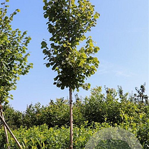 Tilia cordata 14-16 HO draadkluit