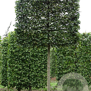 Tilia cordata 'Rancho' 25-30 cm draadkluit 210 cm stam schermvorm