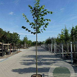 Tilia europaea 'Pallida' 16-18 cm draadkluit