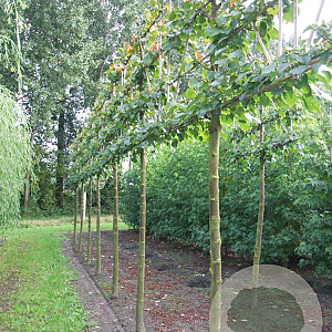 Tilia europaea 'Pallida' 25-30 cm draadkluit 225 cm stam 5 etages leivorm