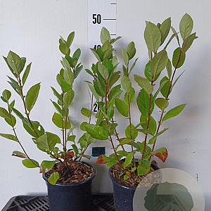 Aronia melanocarpa 50-60 cm 2,0L