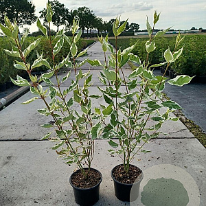 Cornus alba 'Elegantissima' 60-80 cm 2,0L