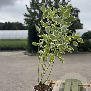 Cornus alba 'Elegantissima' 60-80 cm 2,0L