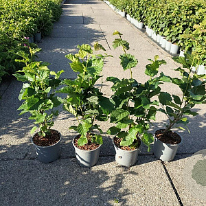 Corylus avellana 40-60 cm 2,0L
