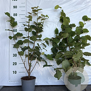Corylus avellana 40-60 cm 2,0L