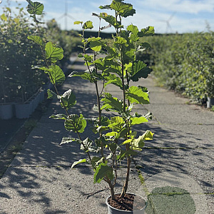 Corylus avellana 40-60 cm 2,0L