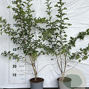 Crataegus monogyna 40-60 cm 2,0L