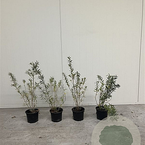 Hippophae rhamnoides 40-60 cm 2,0L