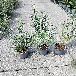 Hippophae rhamnoides 40-60 cm 2,0L