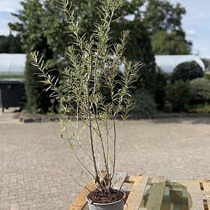 Hippophae rhamnoides 40-60 cm 2,0L