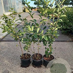 Rhamnus cathartica 60-90 cm 2,0L