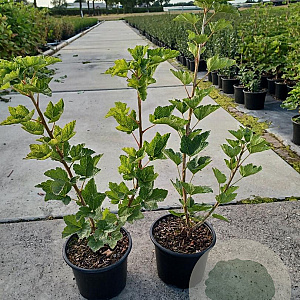 Ribes r. 'Jonkheer van Tets' 30-40 cm 2,0L