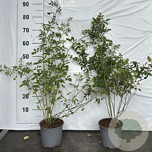 Rosa (o) canina 30-40 cm 2,0L