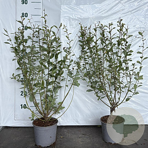 Salix aurita 40-60 cm 2,0L