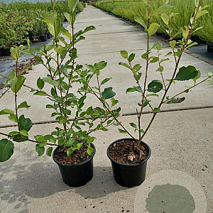 Salix caprea 40-60 cm 2,0L