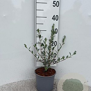 Salix repens nitida 30-40 cm 2,0L