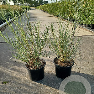 Salix rosmarinifolia 30-40 cm 2,0L