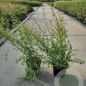 Symphoricarpos ch. 'Hancock' 30-40 cm 2,0L