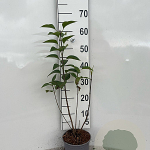 Syringa vulgaris 40-60 cm 2,0L
