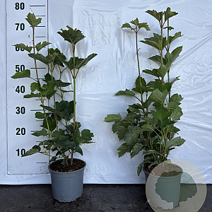 Viburnum opulus 30-40 cm 2,0L