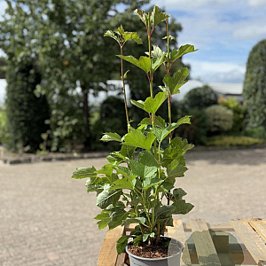 Viburnum opulus 30-40 cm 2,0L