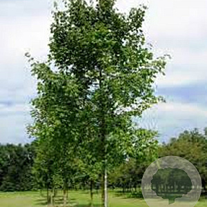 Tilia heterophylla 'Prestige' 14-16 HO draadkluit