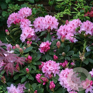 Rhododendron 'Albert Schweitzer' 30-40 cm 5,0L struik