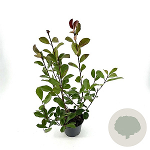 Photinia fraseri 'Red Robin' 40-50 cm 2,0L