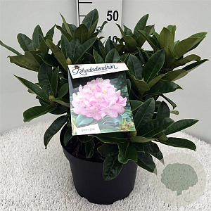 Rhododendron 'Gomer Waterer' 40-50 cm 10L