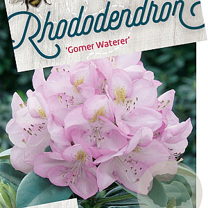 Rhododendron 'Gomer Waterer' 40-50 cm 10L