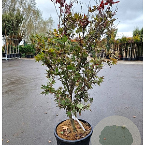 Acer pal. 'Bloodgood' 125-150 cm 30L